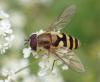 Syrphus vitripennis